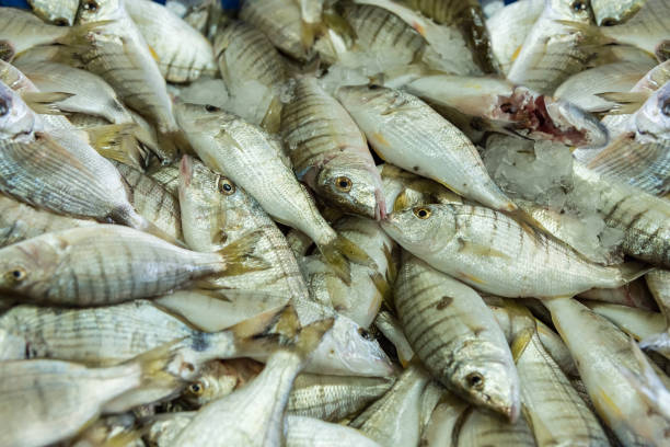 istock Fresh fish. Seafood market 1310538086