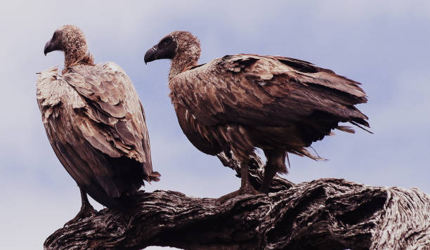 istock Two vultures perched on a tree and surveying the landscape 1310538091