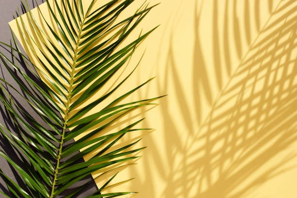 istock palm leaf background with sunlight shadow  on yellow gray paper texture .Tropics minimalist abstract backdrop. poster.copy space 1310538674