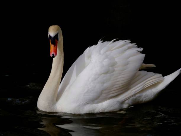 istock Mute swan in Thames river  on the dark background. 1310538681