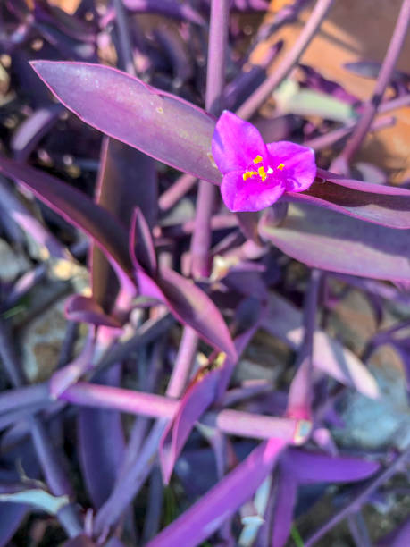 istock Purple heart flower 1310538697