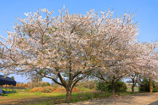 It is a beautiful spring scenery in rural Jeju.