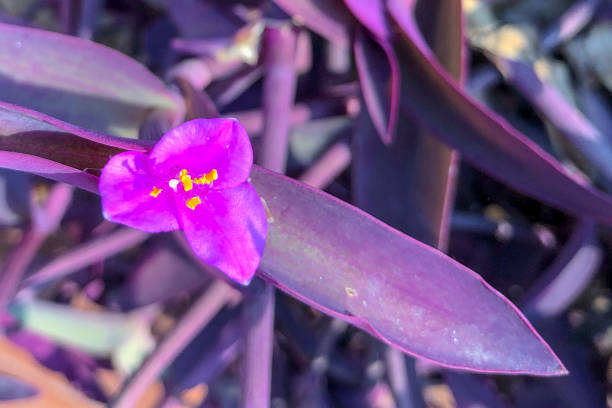 istock Purple heart flower 1310538790