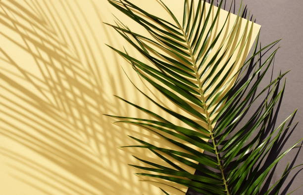 istock palm leaf background with sunlight shadow  on yellow gray paper texture .Tropics minimalist abstract backdrop. poster.copy space 1310538942