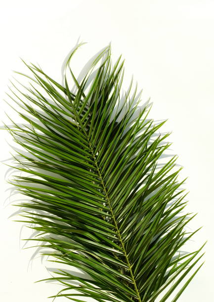 istock palm leaf background with sunlight shadow  on white paper texture .Tropics minimalist abstract backdrop. poster 1310539046