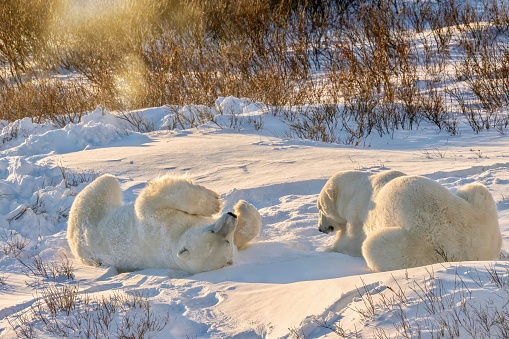 Friendly animal behavior as two wild polar bears interact sociably and playfully, as one watches the other rolling in the snow in golden morning light.