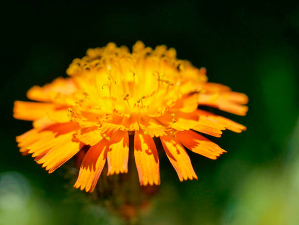 flor con pétalos amarillos y naranjas. macro filmado con luz solar brillante. - pollen magnification high scale magnification yellow fotografías e imágenes de stock