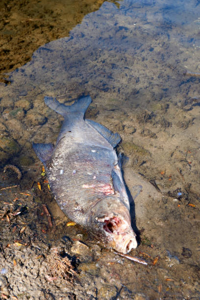 istock a dead fish lies in shallow water at a lake 1310543266