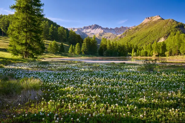 Lac de Roue lake covered with bogbean late Spring in Queyras Nature Park. Arvieux, Hautes-Alpes, French Alps, France