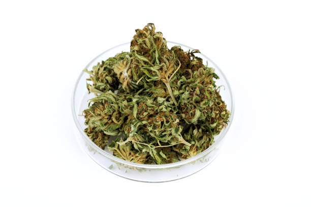 istock heap of hemp buds in a petrie dish 1310546246