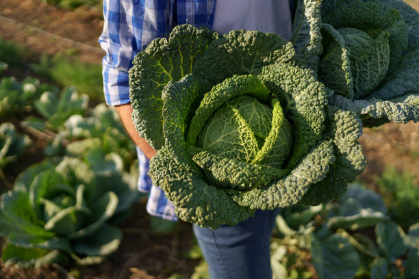 istock Harvesting curly cabbage in green field 1310546387