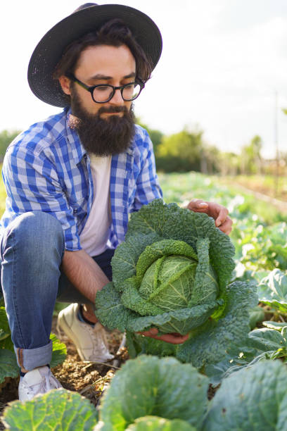 istock Harvesting curly cabbage in green field 1310546395