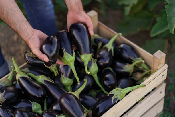 landwirt, der auberginen auf dem grund einer kiste mit auberginen hält - eggplant stock-fotos und bilder