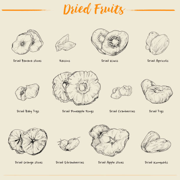 illustrations, cliparts, dessins animés et icônes de illustration vectorielle dessinée à la main fruits secs par style rétro. - dry strawberry dried food fruit