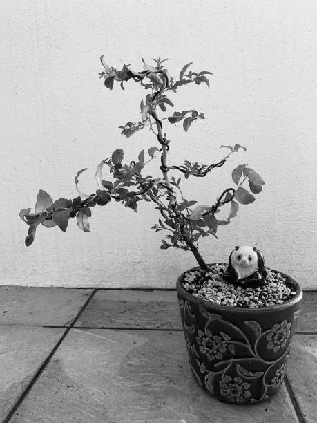 Image of small bonsai creation