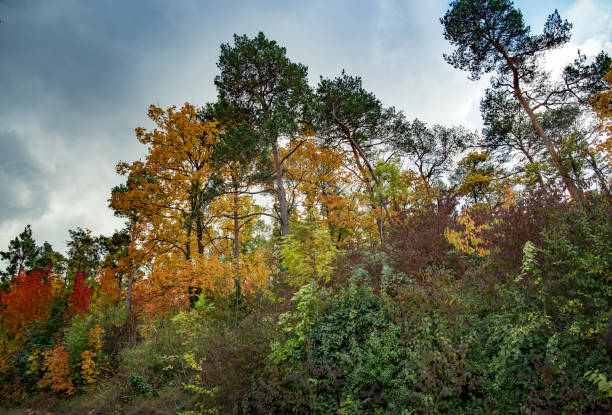 View of The Park in Rotterdam with various fallen leaves in the foreground and city landmark the Euromast in the background