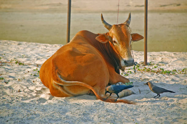 istock Indian cow and Mynas 1310550043