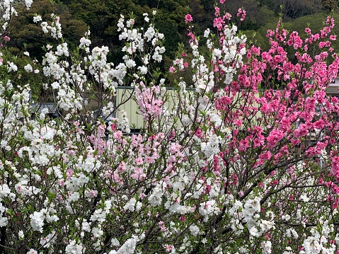 Beautiful flowers cherry Sakura flowering