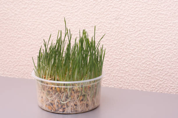 istock The grass for the cat grows in a plastic jar in the kitchen 1310552050