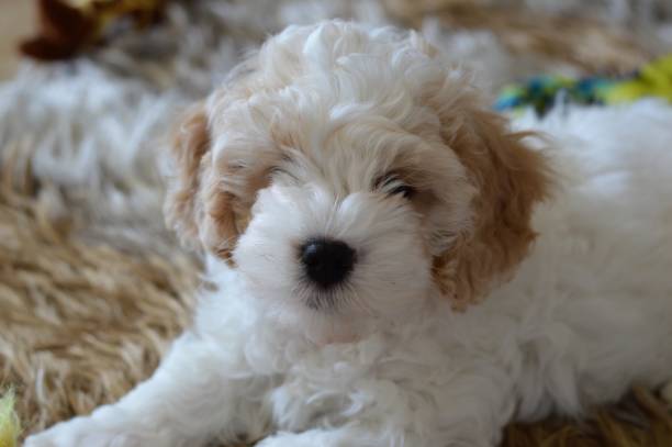 Cavacocker 90+ Toy Cavoodle Stock Photos, Pictures & Royalty-Free Images - iStock