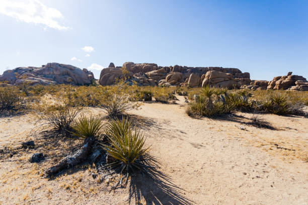 istock Joshua Tree National Park 1310555604