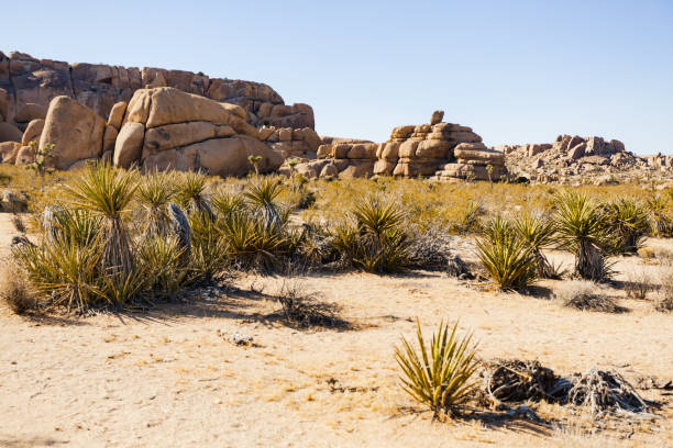 istock Joshua Tree National Park 1310555648