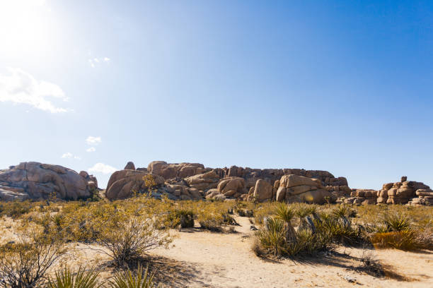 istock Joshua Tree National Park 1310555658