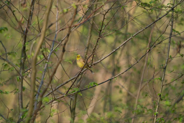 A Yellowhammer Emberiza citrinella sits on a tree in the morning