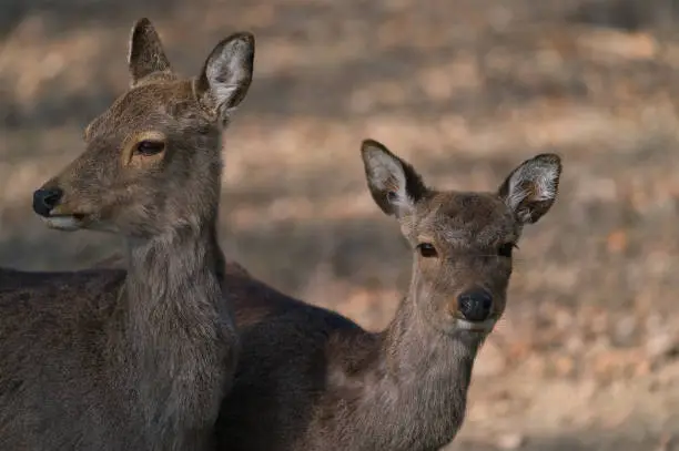 Photo of The fallow deer, Dama dama, is a ruminant mammal