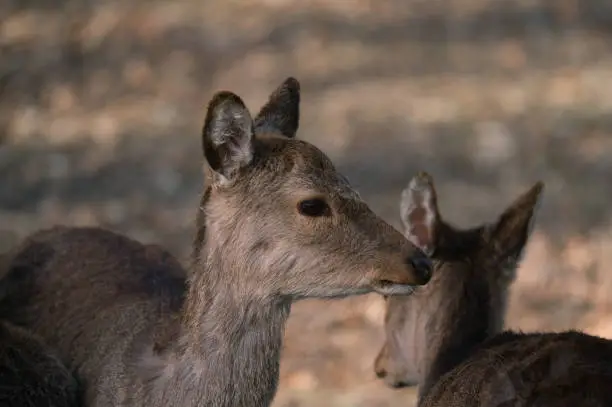 Photo of The fallow deer, Dama dama, is a ruminant mammal