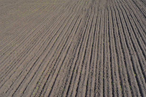 istock Agriculture: tilled, plowed and sowed black soil background. Seed sowing by placing seeds in furrows using drilling method. 1310558115