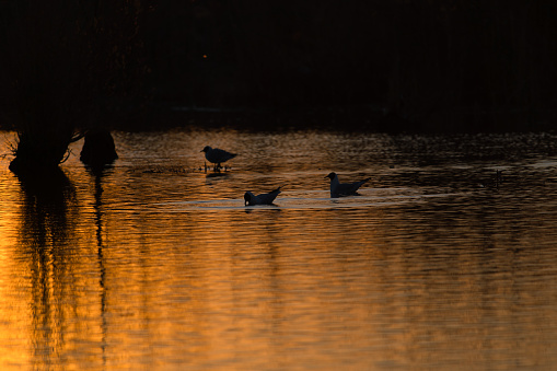 Some laughing gulls at sunrise in the bird sanctuary