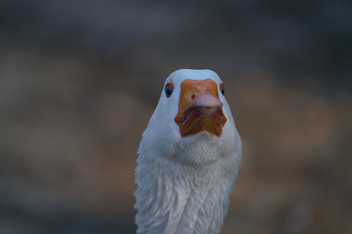 A Headshot of a white goose in grassy area. Vertical view with copy space.