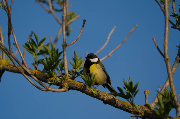 istock great tit parus major is standing on perch on a branch 1310558180