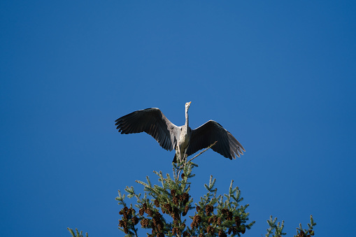 a grey heron sits on a huge conifer tree and swings its large wings