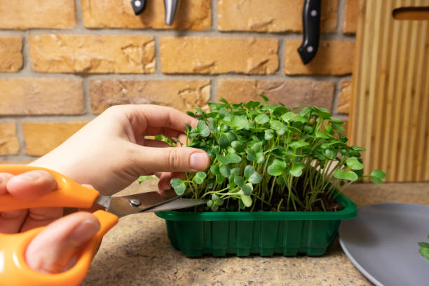 istock Man hands cut fresh microgreen radish sprouts. Raw sprouts microgreens, healthy eating. 1310559592
