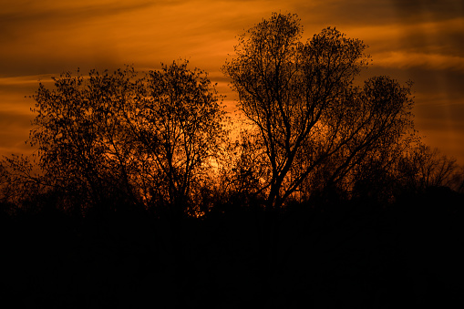 a brilliant orange sunrise, the sun shines through the trees in the nature reserve