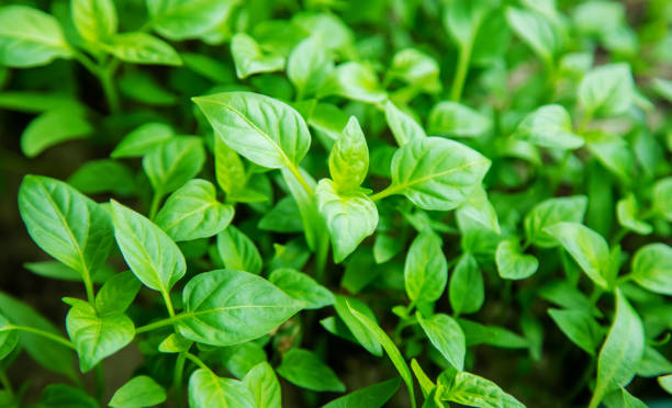 istock Seedlings of pepper in pots on the windowsill. Selective focus. 1310559609