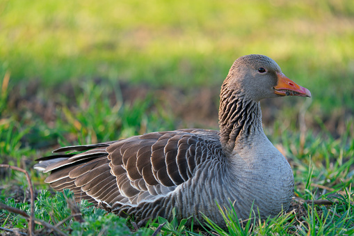 the a portrait of a greylag goose Anser Anser at the morning