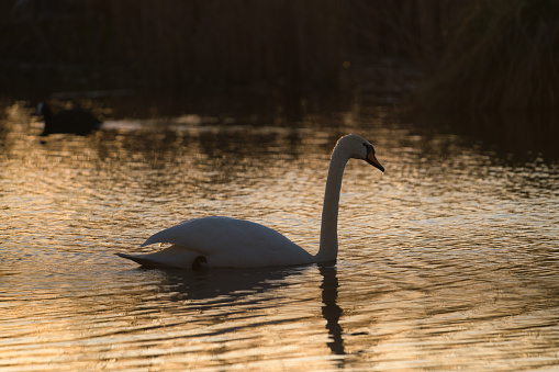 Mute Swan in front of a reed bed in Gosforth Park Nature Reserve.  Sleeping with its head under its wing.