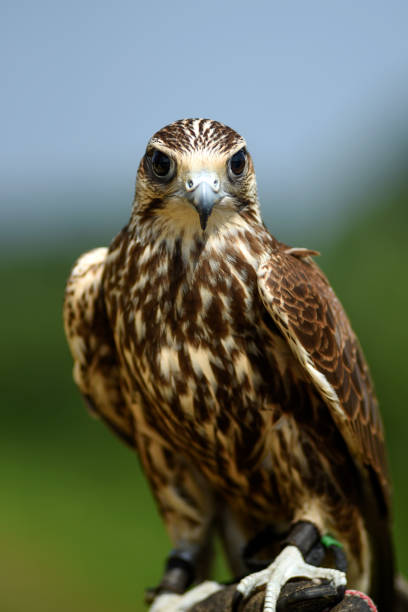 istock Hawk bird, Accipiter gentilis perched, portrait of a bird. 1310560728
