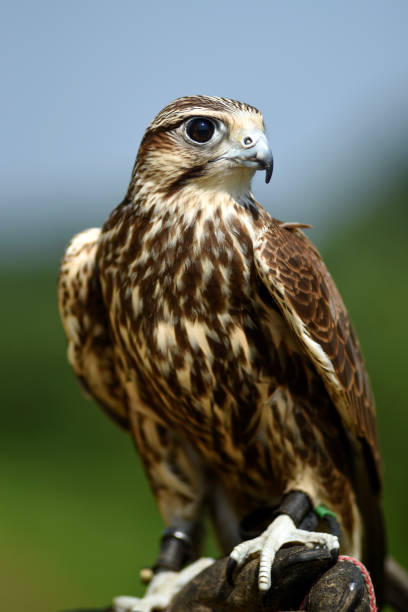istock Hawk bird, Accipiter gentilis perched, portrait of a bird. 1310560745