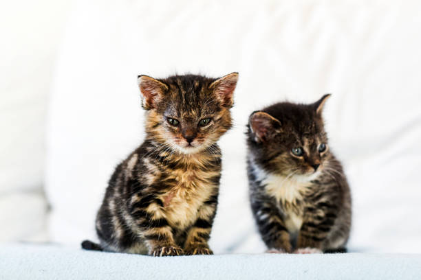 istock Two small and cute kittens sitting on the couch at home. 1310560862
