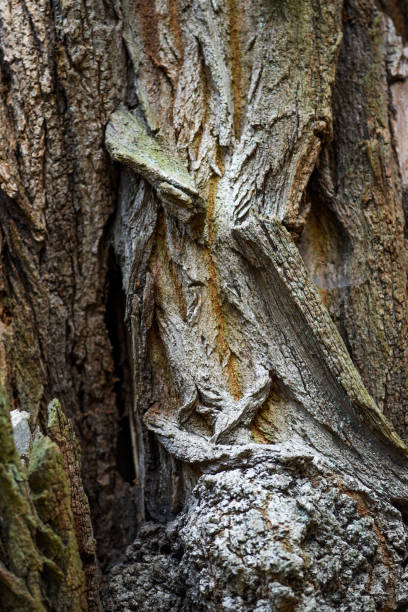 istock Texture of the bark of an old tree. 1310560870