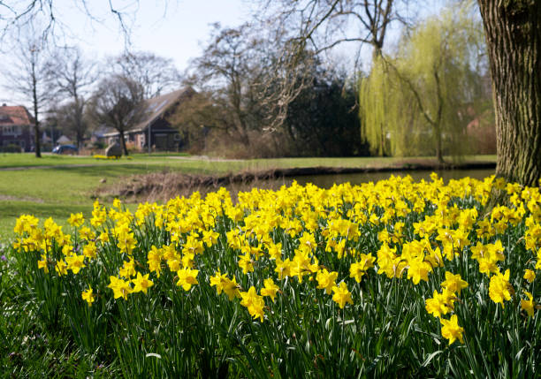istock field with blooming yellow daffodils in the spring 1310561487