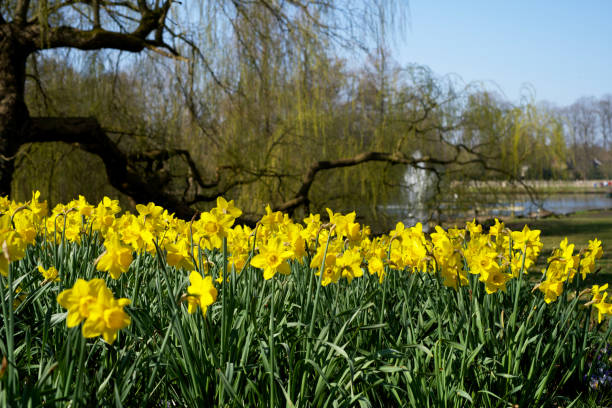 istock field with blooming yellow daffodils in the spring 1310561489