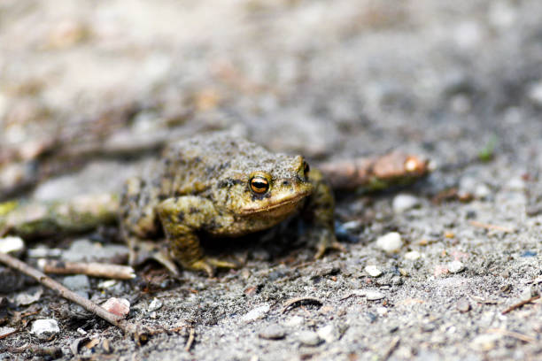 istock Frog sitting on the ground in springtime, selective focus. 1310561495