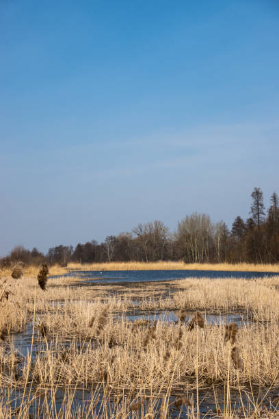 istock Spring reeds on the shore of inactive fish ponds 1310563638