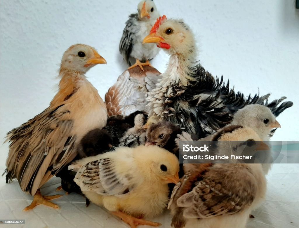 Dwarf Chick, Serama Group küken Handaufzucht, Chicken Serama Animal Stock Photo