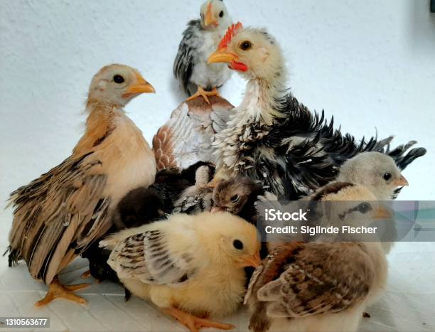 Dwarf Chick Serama Group Stock Photo - Download Image Now - Animal, Animal Body Part, Animal Foot